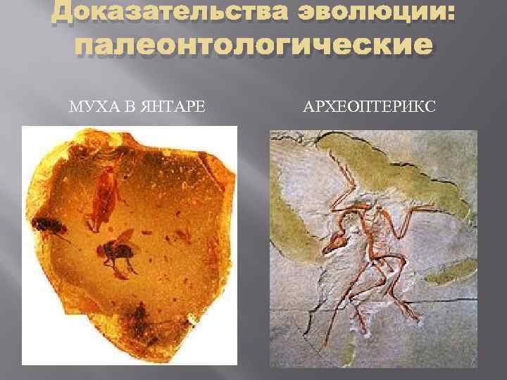 Доказательства эволюции: палеонтологические МУХА В ЯНТАРЕ АРХЕОПТЕРИКС 
