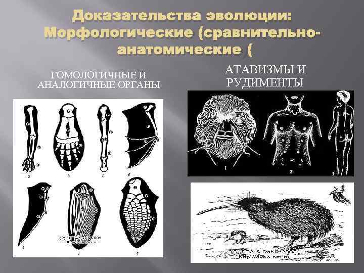 Гомологичные органы ископаемые переходные формы атавизмы единство плана строения тела позвоночных