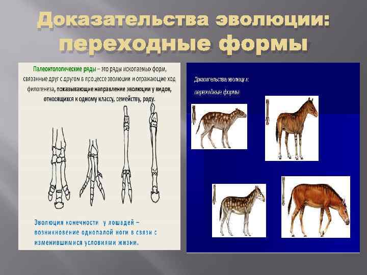 Доказательства эволюции: переходные формы 
