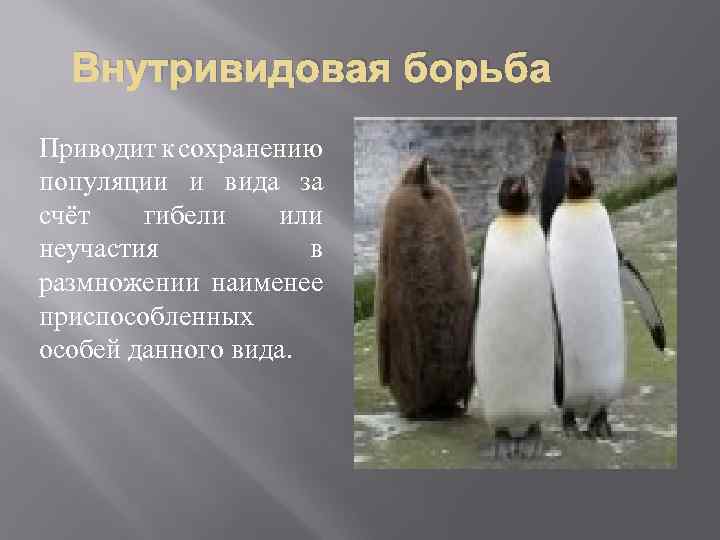Внутривидовая борьба Приводит к сохранению популяции и вида за счёт гибели или неучастия в