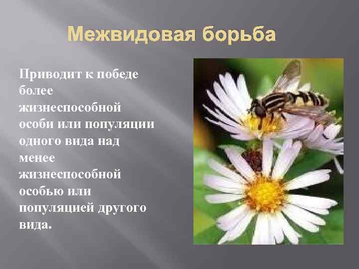 Межвидовая борьба Приводит к победе более жизнеспособной особи или популяции одного вида над менее