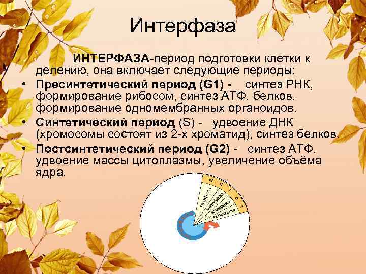 Интерфаза ИНТЕРФАЗА-период подготовки клетки к делению, она включает следующие периоды: • Пресинтетический период (G