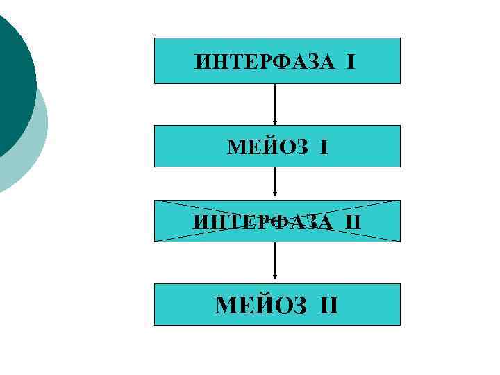 ИНТЕРФАЗА I МЕЙОЗ I ИНТЕРФАЗА II МЕЙОЗ II 