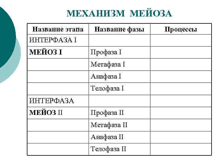 МЕХАНИЗМ МЕЙОЗА Название этапа ИНТЕРФАЗА I МЕЙОЗ I Название фазы Профаза I Метафаза I