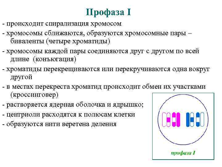 Профаза I - происходит спирализация хромосом - хромосомы сближаются, образуются хромосомные пары – биваленты