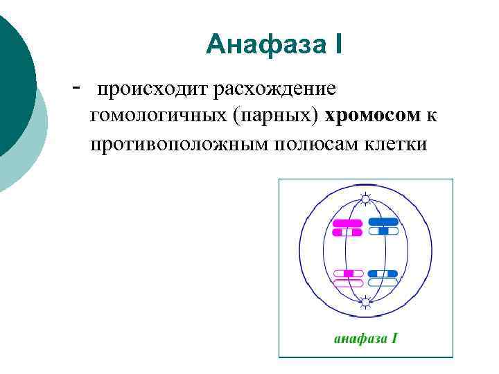 Расхождение хромосом к полюсам клетки фаза