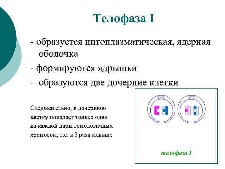 Телофаза I - образуется цитоплазматическая, ядерная оболочка - формируются ядрышки - образуются две дочерние