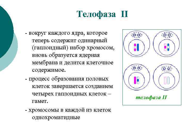 Гаплоидное деление. Телофаза 2 хромосомы набор. Хромосомный набор клеток в телофазе 2. Телофаза мейоза 1 набор хромосом процесс. Телофаза мейоза 2 набор.