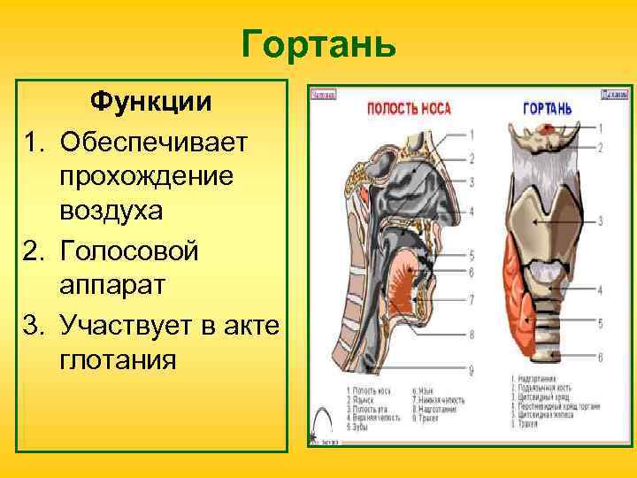 Гортань функции. Голосовой аппарат гортани. Строение гортани. Функции гортани в дыхательной системе.