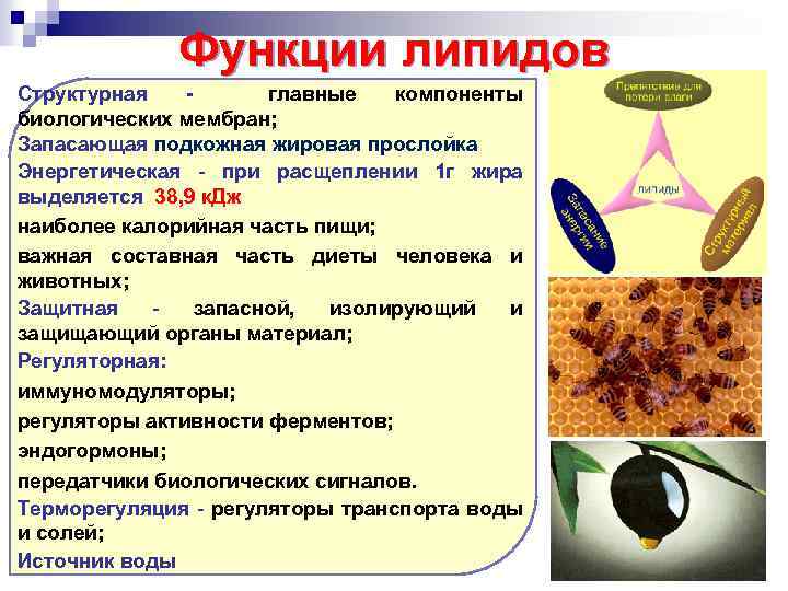 Функции липидов Структурная - главные компоненты биологических мембран; Запасающая подкожная жировая прослойка Энергетическая -