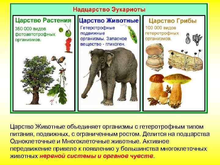 Царство Животные объединяет организмы с гетеротрофным типом питания, подвижных, с ограниченным ростом. Делится на