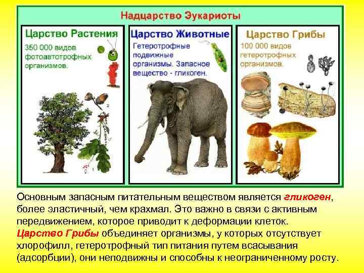 Основным запасным питательным веществом является гликоген, более эластичный, чем крахмал. Это важно в связи