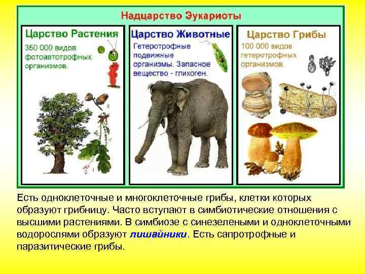 Есть одноклеточные и многоклеточные грибы, клетки которых образуют грибницу. Часто вступают в симбиотические отношения