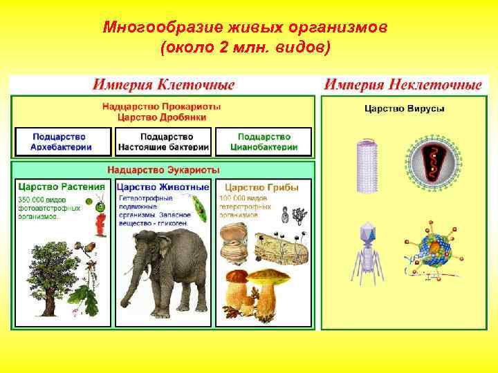 Многообразие живых организмов (около 2 млн. видов) 