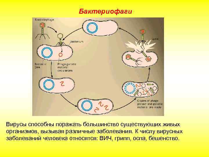 Бактериофаги Вирусы способны поражать большинство существующих живых организмов, вызывая различные заболевания. К числу вирусных