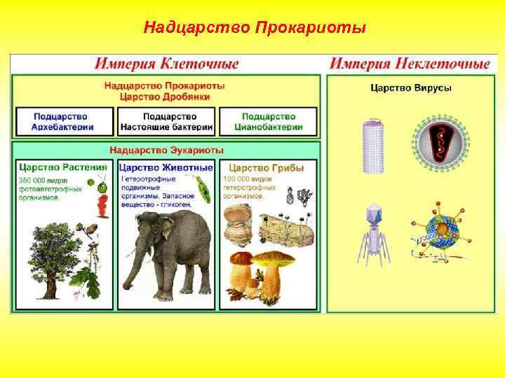 Надцарство Прокариоты 