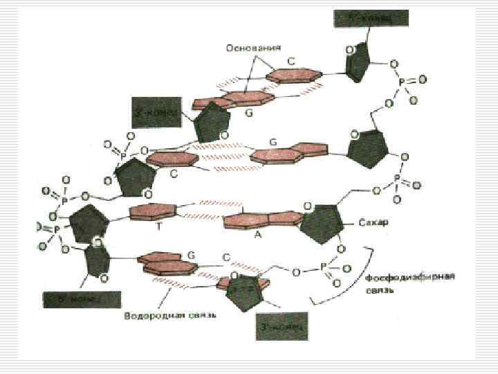 Соединение нуклеотидов 