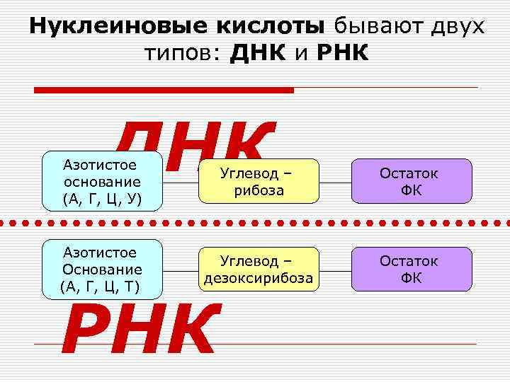 Нуклеиновые кислоты бывают двух типов: ДНК и РНК ДНК Азотистое основание (А, Г, Ц,