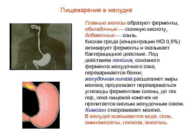 Пищеварение в желудке Главные железы образуют ферменты, обкладочные — соляную кислоту, добавочные — слизь.