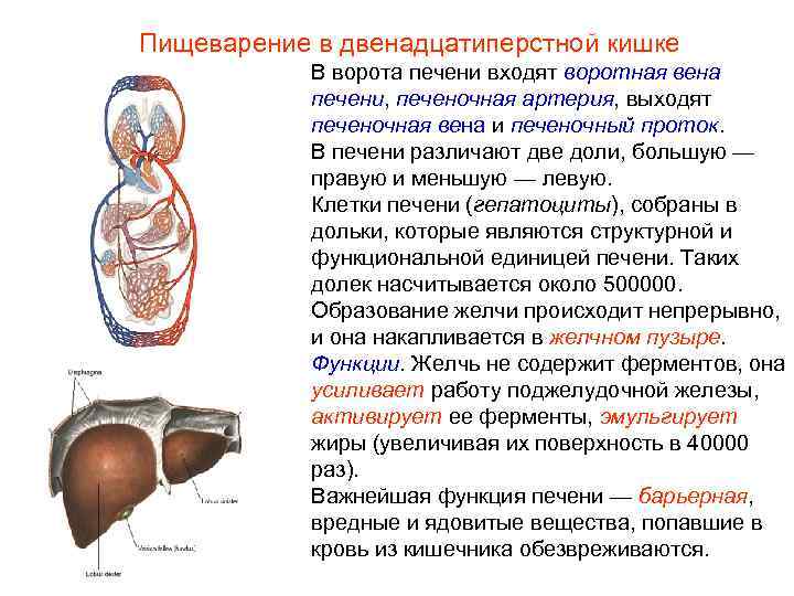 Пищеварение в двенадцатиперстной кишке В ворота печени входят воротная вена печени, печеночная артерия, выходят