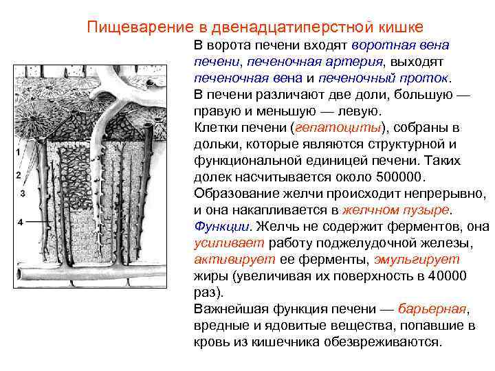 Пищеварение в двенадцатиперстной кишке В ворота печени входят воротная вена печени, печеночная артерия, выходят