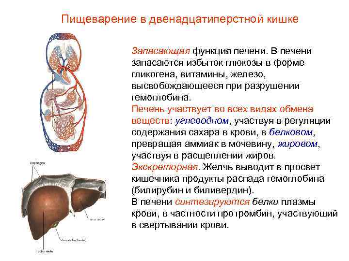 Пищеварение в двенадцатиперстной кишке Запасающая функция печени. В печени запасаются избыток глюкозы в форме