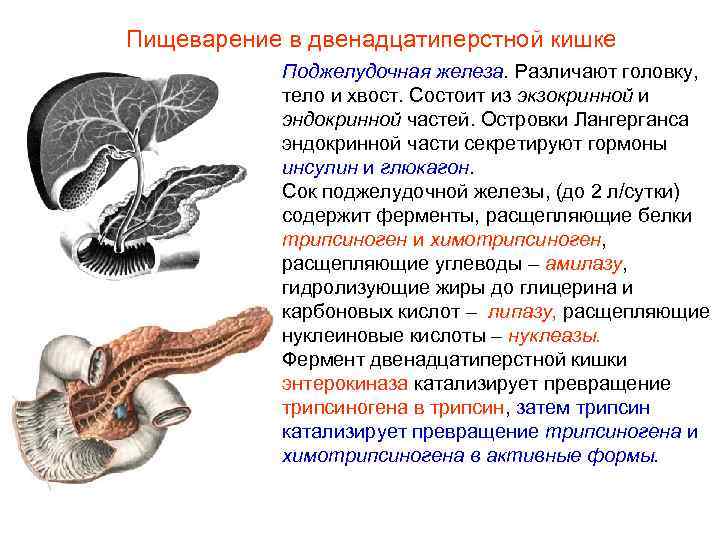 Пищеварение в двенадцатиперстной кишке Поджелудочная железа. Различают головку, тело и хвост. Состоит из экзокринной