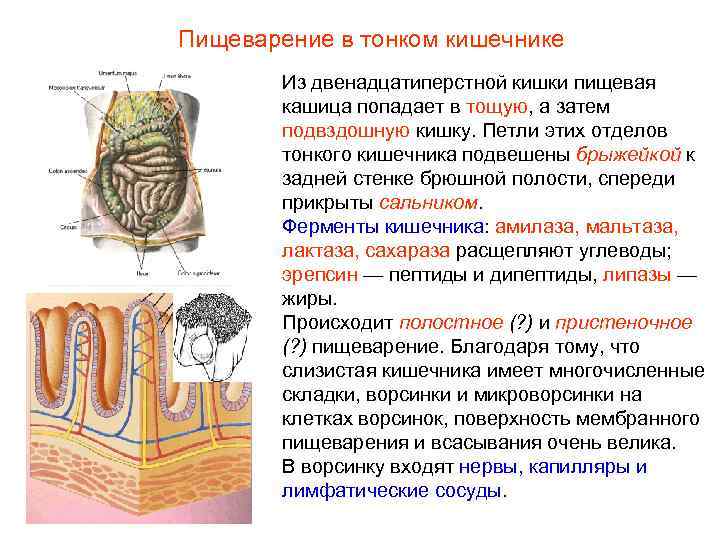 Пищеварение в тонком кишечнике Из двенадцатиперстной кишки пищевая кашица попадает в тощую, а затем