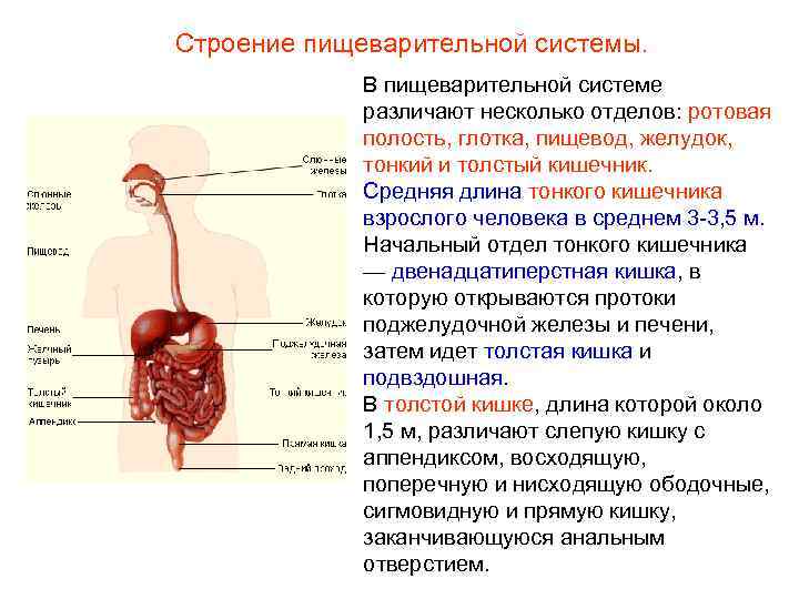 Строение пищеварительной системы. В пищеварительной системе различают несколько отделов: ротовая полость, глотка, пищевод, желудок,