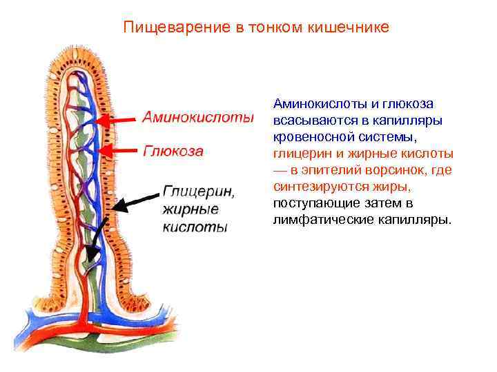 Пищеварение в тонком кишечнике Аминокислоты и глюкоза всасываются в капилляры кровеносной системы, глицерин и