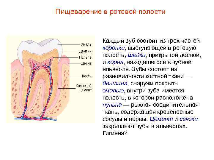 Пищеварение в ротовой полости Каждый зуб состоит из трех частей: коронки, выступающей в ротовую