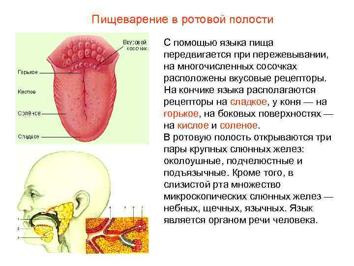 Пищеварение в ротовой полости С помощью языка пища передвигается при пережевывании, на многочисленных сосочках