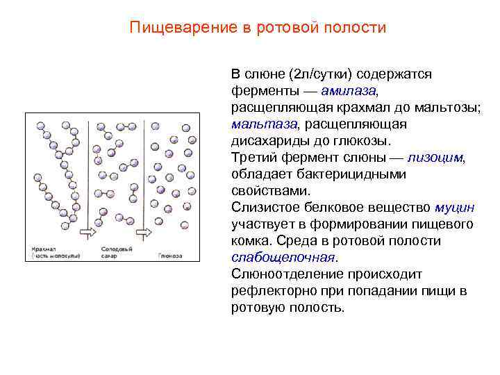 Пищеварение в ротовой полости В слюне (2 л/сутки) содержатся ферменты — амилаза, расщепляющая крахмал