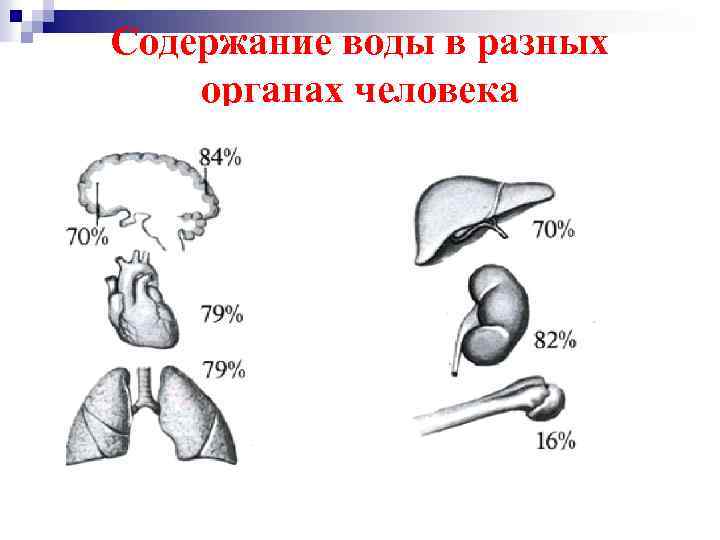 Содержание воды в разных органах человека 