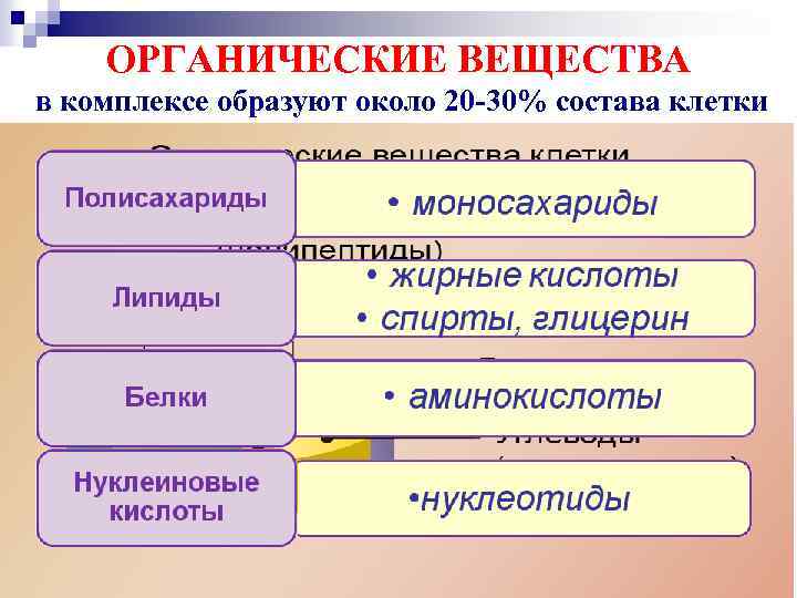ОРГАНИЧЕСКИЕ ВЕЩЕСТВА в комплексе образуют около 20 -30% состава клетки 