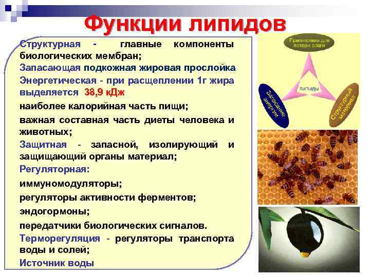 Функции липидов Структурная - главные компоненты биологических мембран; Запасающая подкожная жировая прослойка Энергетическая -