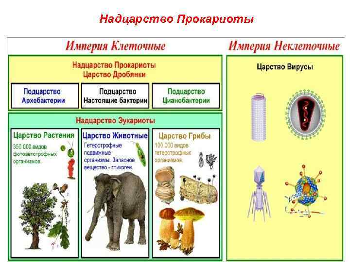 Надцарство Прокариоты 