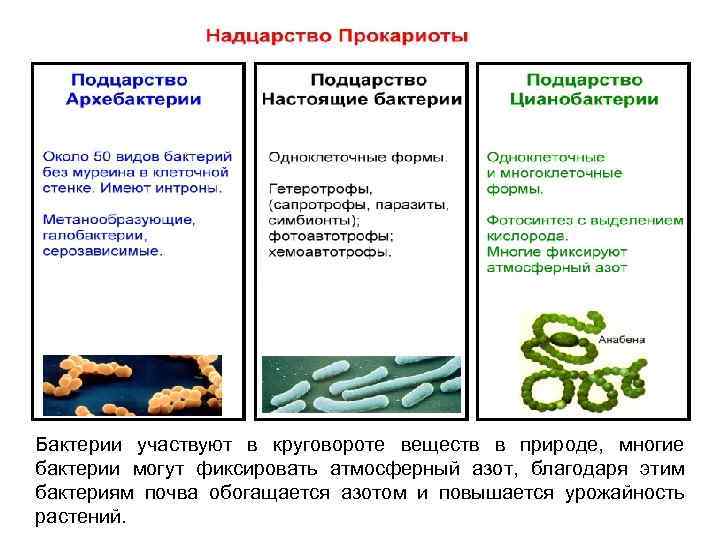 Бактерии участвуют в круговороте веществ в природе, многие бактерии могут фиксировать атмосферный азот, благодаря