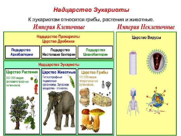Надцарство Эукариоты К эукариотам относятся грибы, растения и животные. 