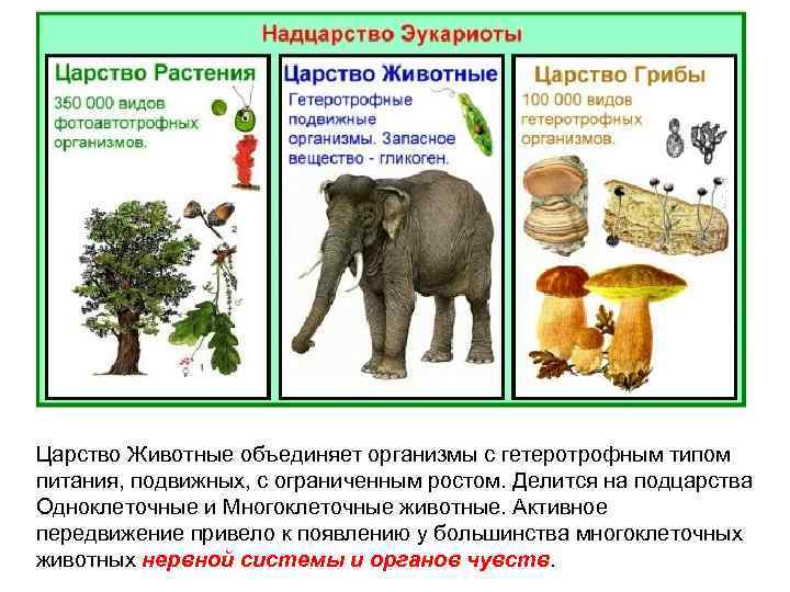 Царство Животные объединяет организмы с гетеротрофным типом питания, подвижных, с ограниченным ростом. Делится на