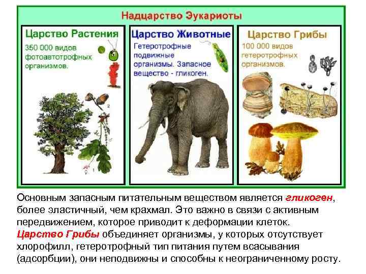 Основным запасным питательным веществом является гликоген, более эластичный, чем крахмал. Это важно в связи