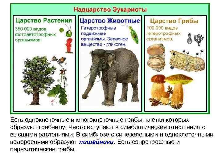 Есть одноклеточные и многоклеточные грибы, клетки которых образуют грибницу. Часто вступают в симбиотические отношения