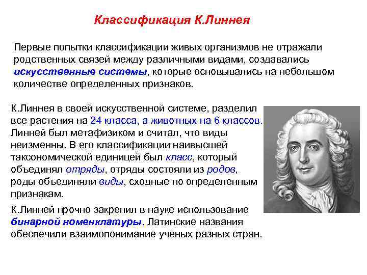 Классификация К. Линнея Первые попытки классификации живых организмов не отражали родственных связей между различными