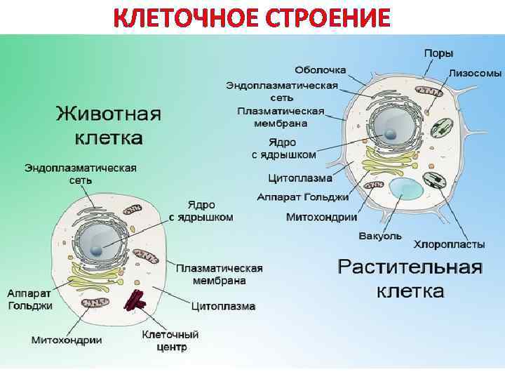 КЛЕТОЧНОЕ СТРОЕНИЕ 