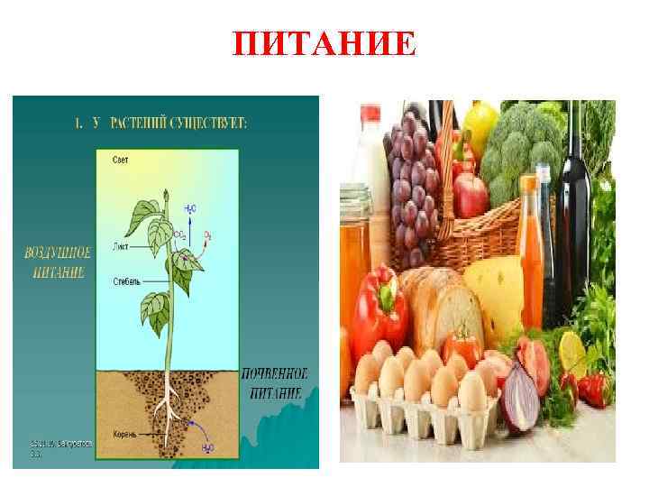ПИТАНИЕ 