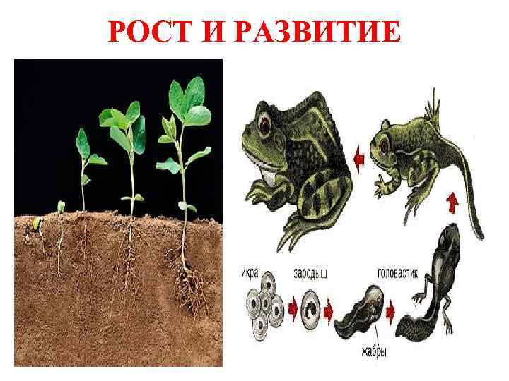 РОСТ И РАЗВИТИЕ 