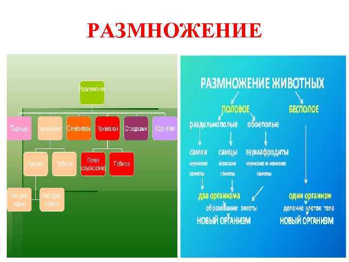 РАЗМНОЖЕНИЕ 