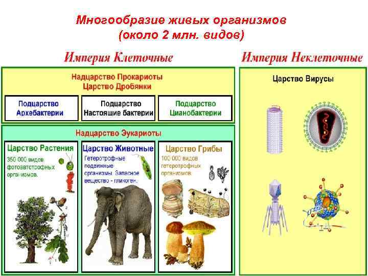 Современный мир живых организмов 7 класс презентация