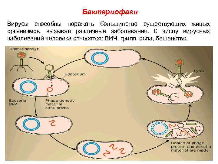 Бактериофаги Вирусы способны поражать большинство существующих живых организмов, вызывая различные заболевания. К числу вирусных