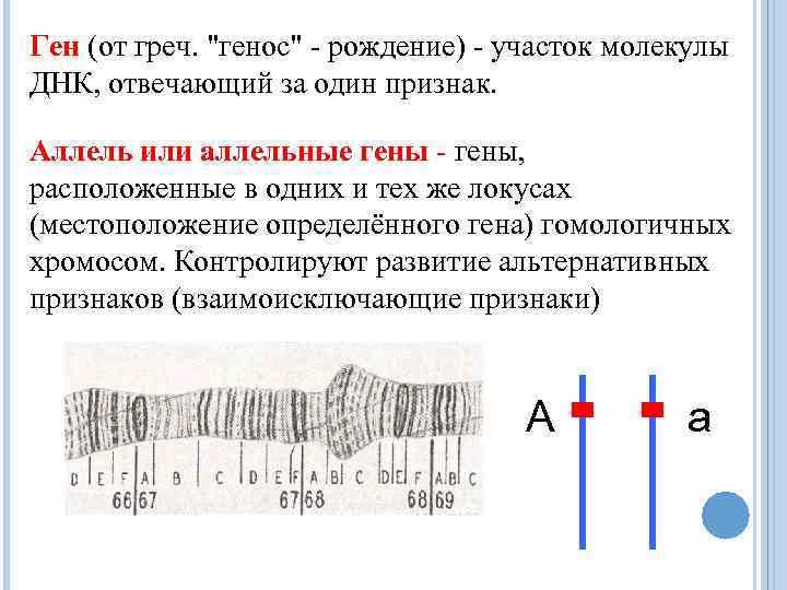 Ген (от греч. 